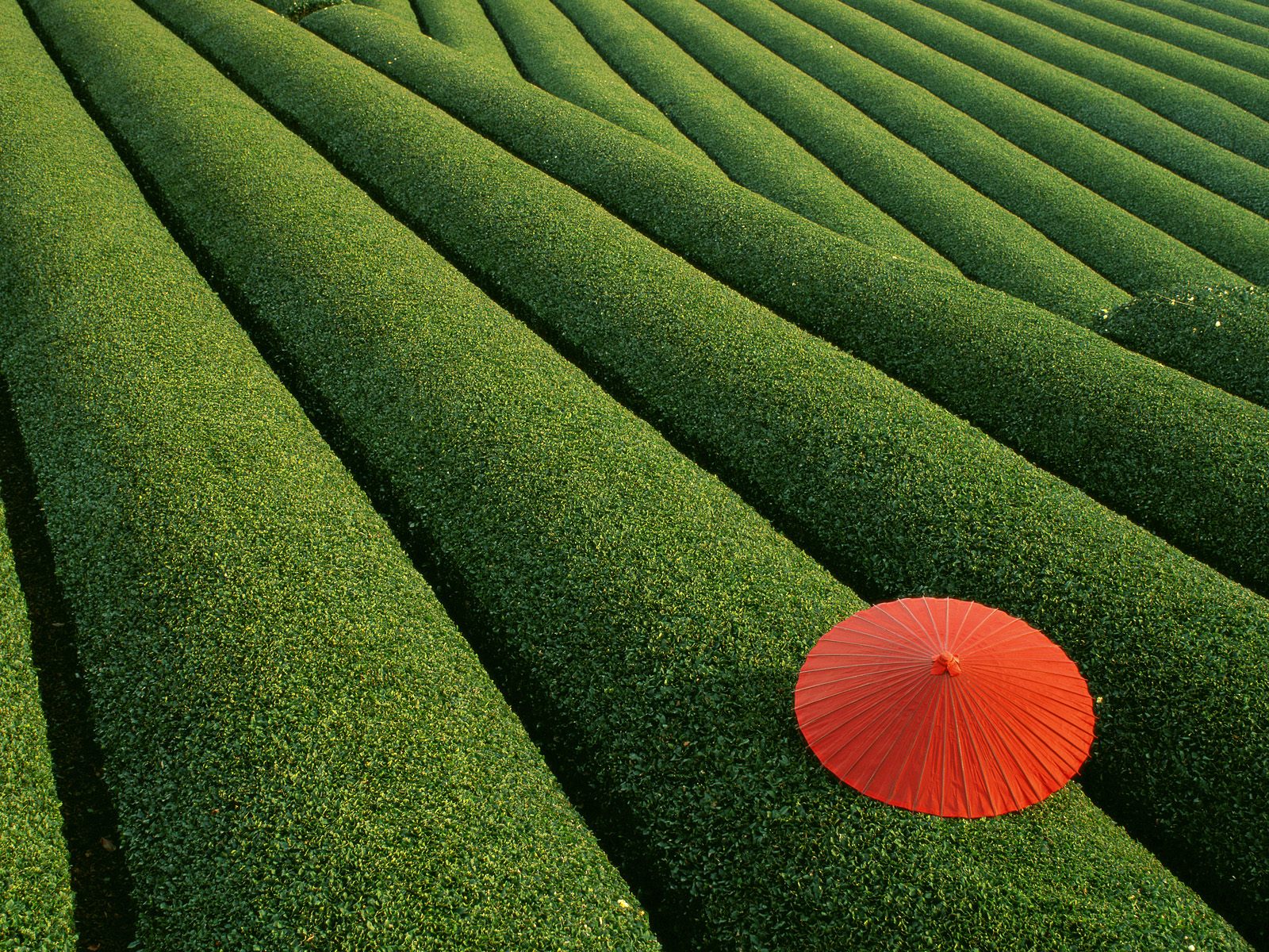 Tea Fields Japan picture,