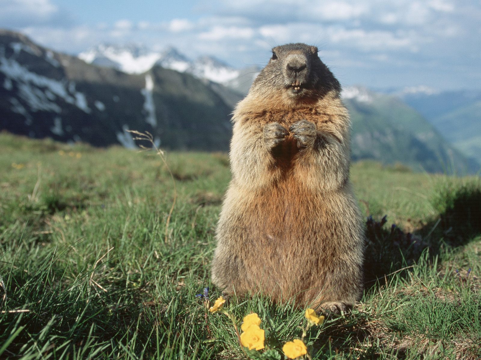 Alpine Marmot Hohe Tauern National Park Austria