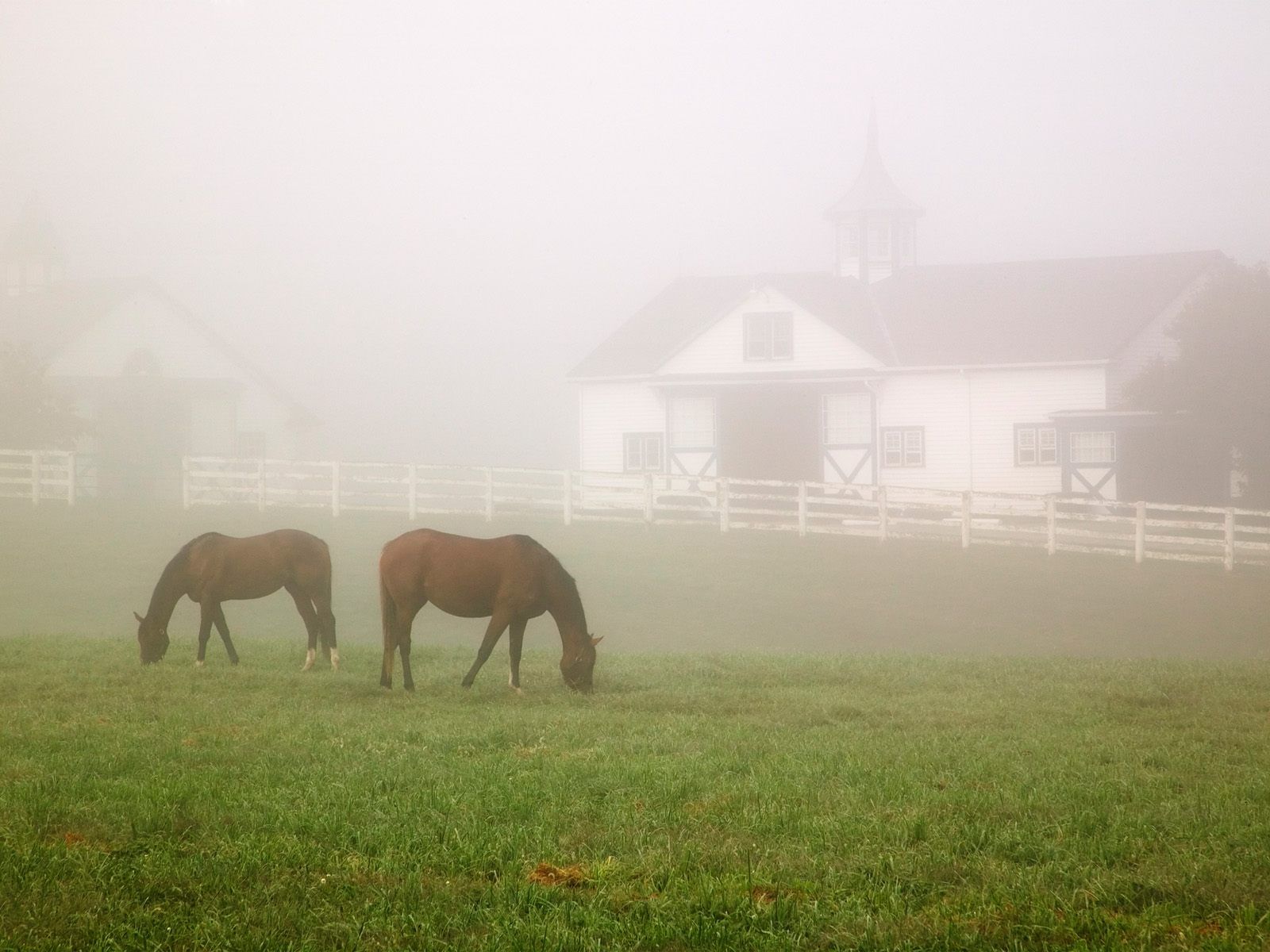 Manchester Horse Farm Lexington Kentucky