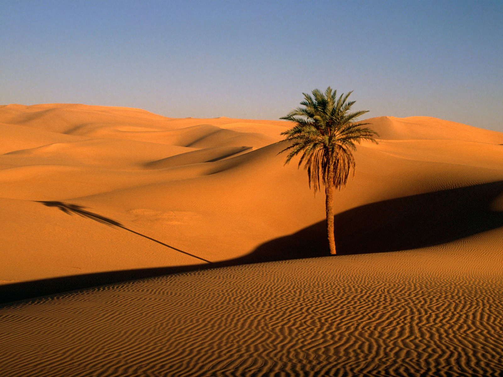 Lone Palm Sahara Desert