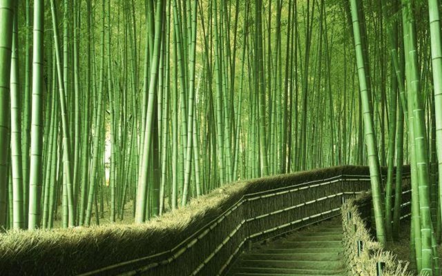 Bambu-jungle-kyoto-japan