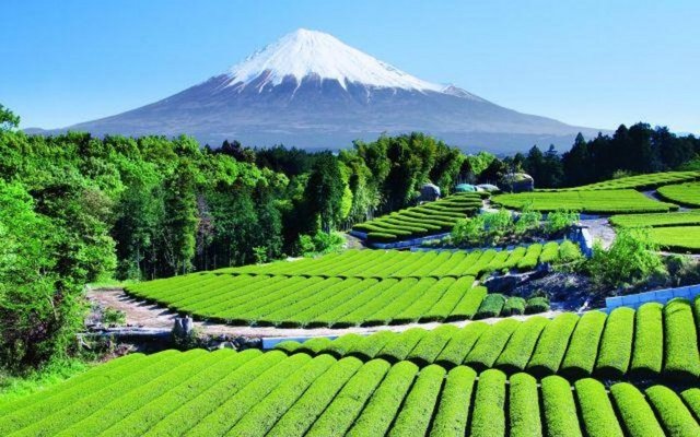 tea-gardens-japan