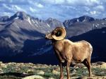 Big Horn Ram Rocky Mountain National Park Colorado