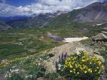 Snow Cinquefoil and Colorado Columbine Mount Sneffels Wilderness Colorado