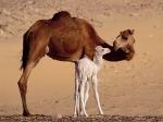 Dromedary Camels Sahara Egypt