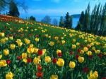 Field of Tulips Island of Mainau Germany
