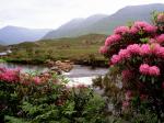 Rhododendrons Bloom Along the River Bundorragha Ireland