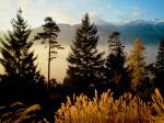 Twilight in the Woods Valais Switzerland