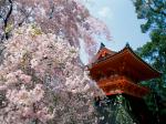 Cherry Blossoms Ninnaji Temple Kyoto Japan
