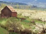 The Promise of Spring Mosier Oregon