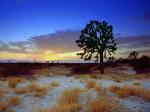 Joshua Tree Sunset Mojave Desert California