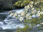 Dogwood Tree Blooms Yosemite California