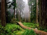 Fallen Nurse Log Redwood National Park Califor