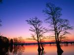 Bald Cypress Trees at Sunrise Reelfoot National Wildlife Refuge  Tennessee