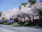 Aomori Road
