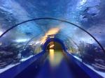 aquairum tunnel