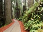 Redwood National california